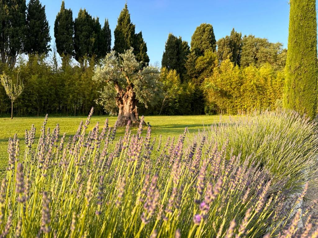 Mas Des Bambous Hotell Saint-Rémy-de-Provence Exteriör bild