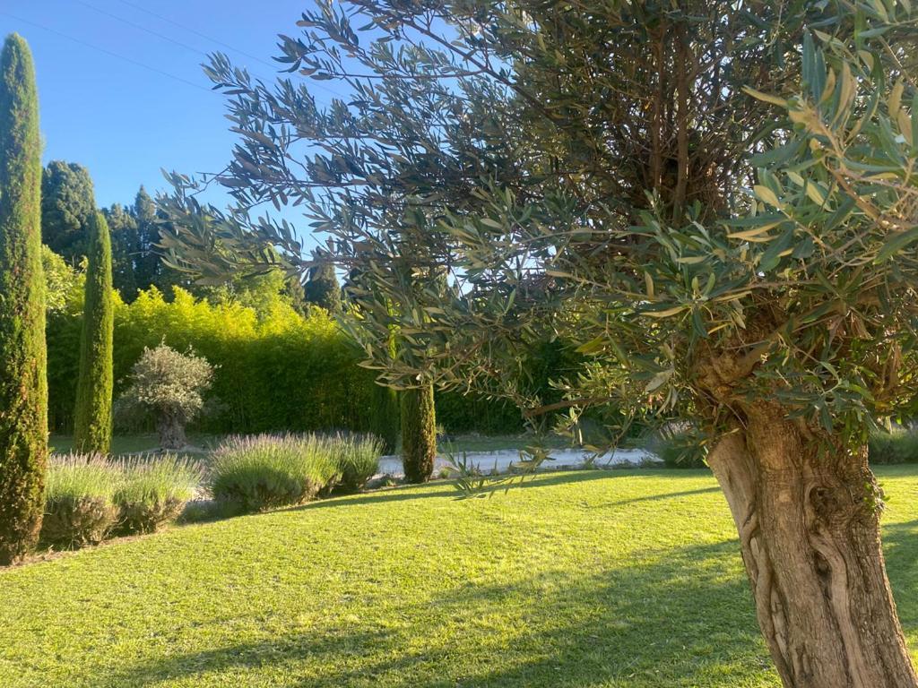 Mas Des Bambous Hotell Saint-Rémy-de-Provence Exteriör bild